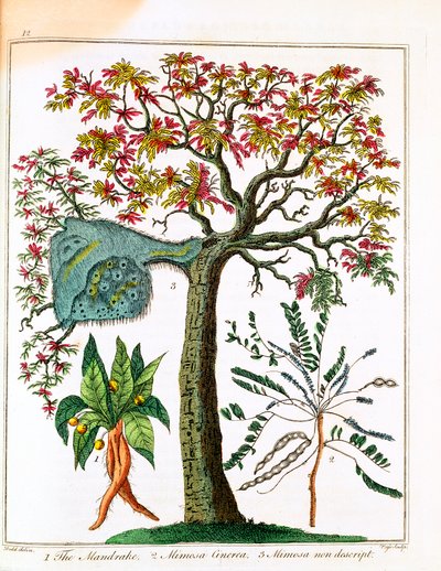 Mandrágora, Planta Sensível e Acácia, c1795 de Unbekannt