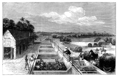 Indigo de fabricação em Tirhoot Muzaffarpur, Lower Bengal, 1869 de Unbekannt