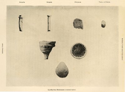 Marine Organisms, Ampliação 1 12, c1908, 1909. de Unbekannt