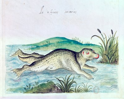 Cão marinho, século XVI de Unbekannt