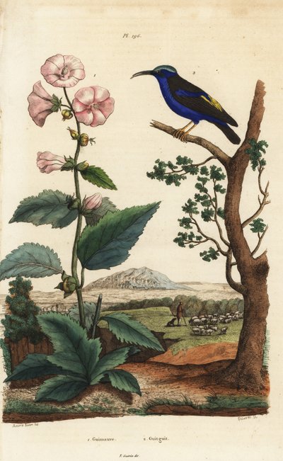 Marshmallow, Althaea officinalis 1, e honeycreeper roxo, Cyanerpes caeruleus 2 de Unbekannt