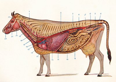 Seção mediana de uma vaca, mostrando os órgãos de circulação e respiração, etc., c1905 c1910 de Unbekannt