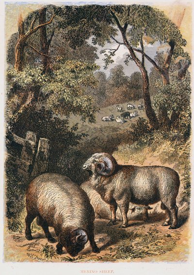 Ovelha Merino, c1860 de Unbekannt