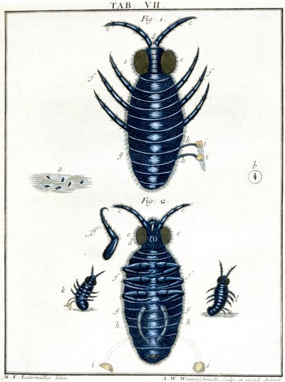 Microscopia de Unbekannt