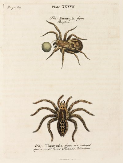 Microscopia de Unbekannt