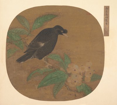 Minah Bird em um galho de nêspera. de Unbekannt