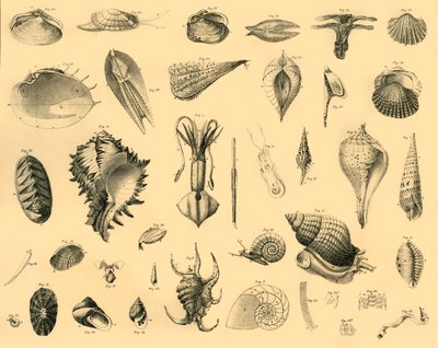 Mollusca, c1910. de Unbekannt