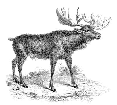 Moose Deer, século XIX de Unbekannt