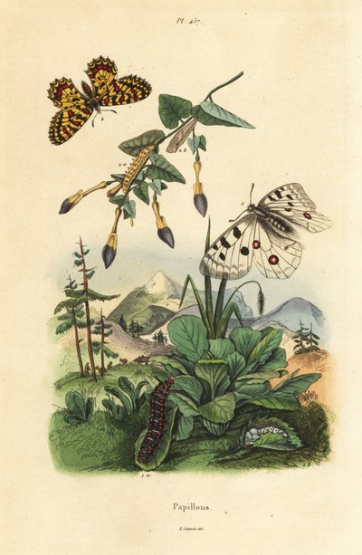 Borboleta da montanha Apollo, Parnassius apollo 1, e festão sul, Zerynthia polyxena 2, larva e pupa de Unbekannt