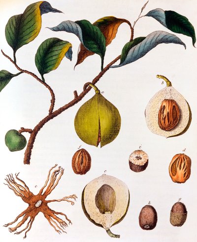 Myrsitica fragrans - noz-moscada, c1798 de Unbekannt