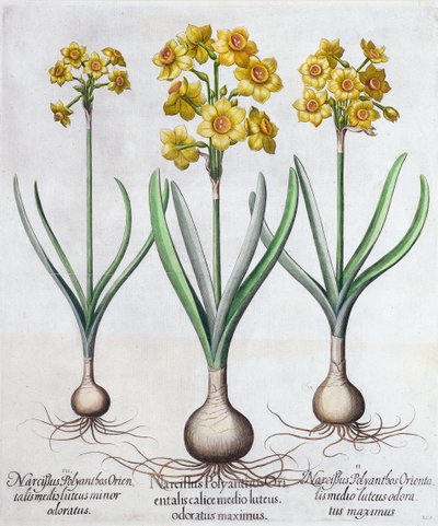 Narciso, 1613 de Unbekannt