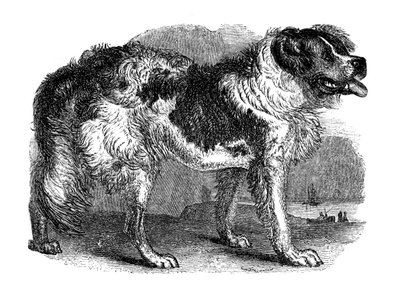 Cão da Terra Nova, 1848 de Unbekannt