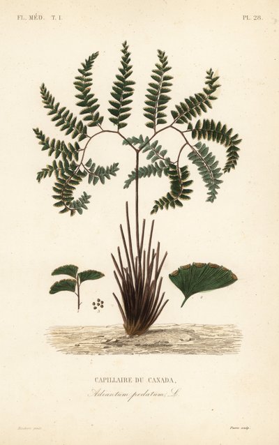 Samambaia do Norte ou samambaia de cinco dedos, Adiantum pedatum, Capillaire du Canada de Unbekannt