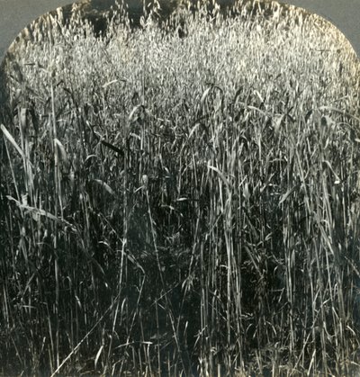 Oats Growing, Pensilvânia, EUA, 1903. de Unbekannt