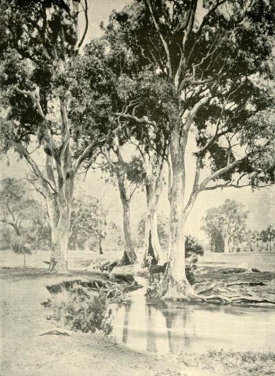 Gomas velhas, MT. Crawford, Austrália Meridional, 1901. de Unbekannt