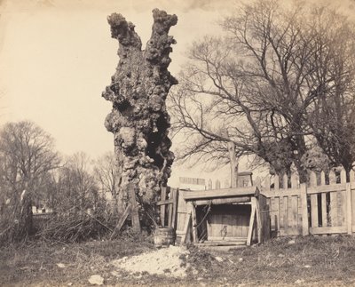 Old Tree perto de Chatham, década de 1850. de Unbekannt