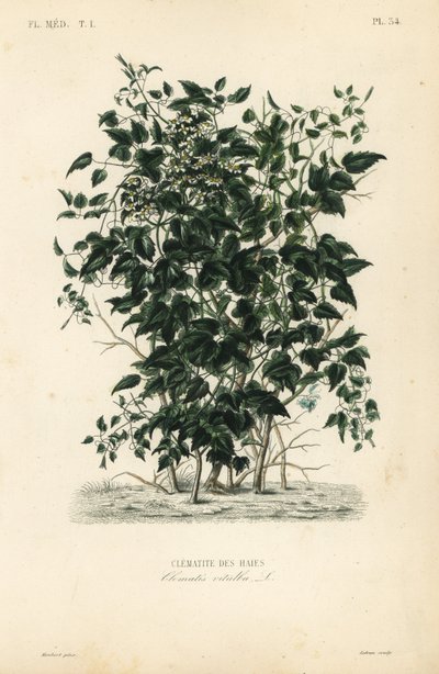 A barba do homem e a alegria do viajante, Clematis vitalba, Clematite des haies de Unbekannt
