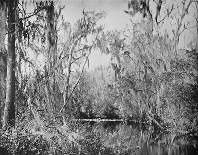 Em Governors Creek, rio Ocklawaha, Flórida, c1897. de Unbekannt