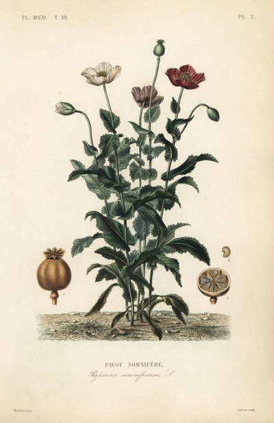 Papoila opiácea, Papaver somniferum, Pavot somnifere de Unbekannt