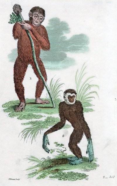 Orang Utang e Gibbon, 1822 de Unbekannt