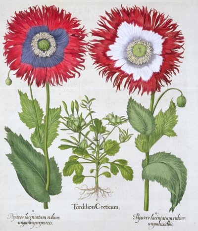Papoilas ornamentais, 1613 de Unbekannt