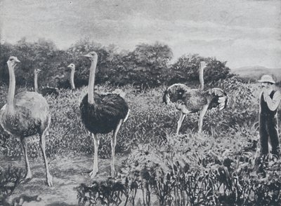 Avestruzes, 1924 de Unbekannt