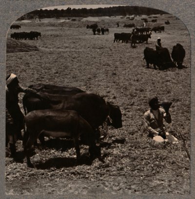 Bois que pisam o milho, c1900 de Unbekannt