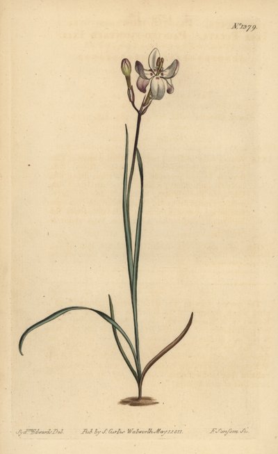 Ixia florida pintada, Ixia fucata de Unbekannt