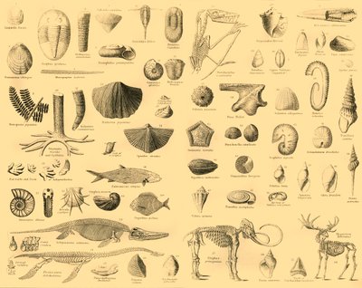 Paleontologia, c1910. de Unbekannt