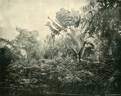 Palm and Fern Island, Jardim Botânico, Brisbane, 1901. de Unbekannt