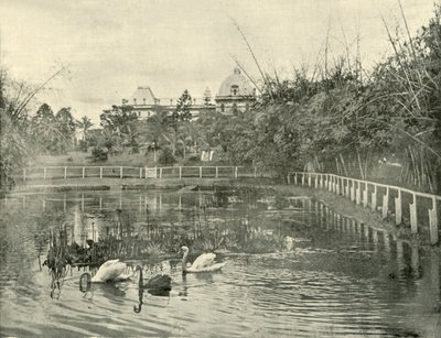 Lagoa do papiro, jardins botânicos de Brisbane, 1901. de Unbekannt