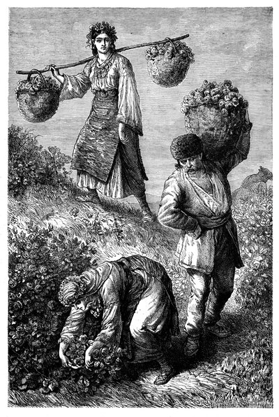 Camponeses que colhem rosas em Roumelia, c1890 de Unbekannt