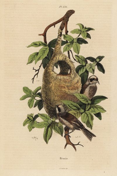 Penduline tit, Remiz pendulinus, e ninho de Unbekannt