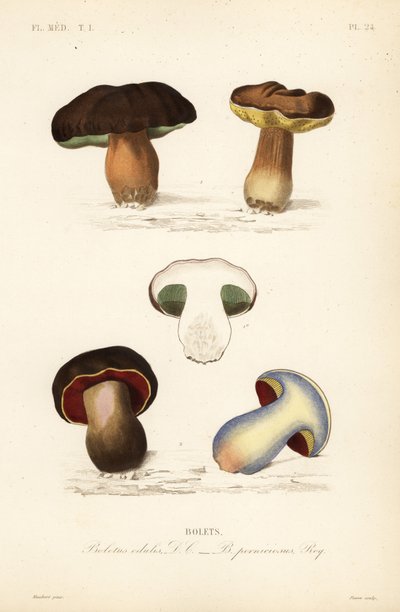 Pão de centavo ou cogumelo porcini, Boletus edulis, e o boleto de escória, Suillellus luridus, Boletus perniciosus de Unbekannt