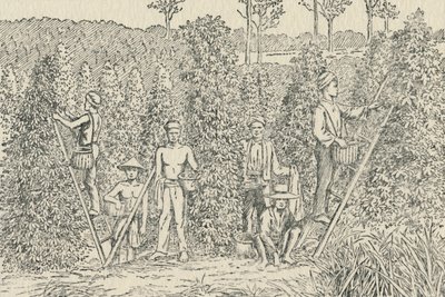 Plantação de pimenta, 1924 de Unbekannt