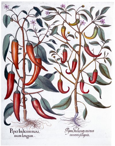 Pimentas, 1613 de Unbekannt