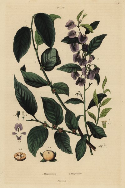 Persimmon, Dospyros kaki 1, e arbusto azul de árvore hovea ou karri, Hovea elliptica Platychilum celsianum 2. de Unbekannt
