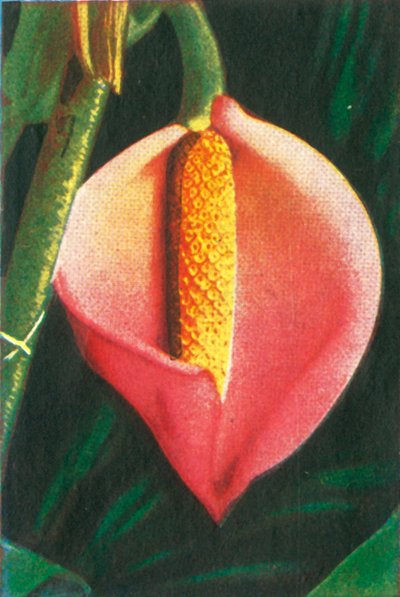 Philodendron, c1928. de Unbekannt