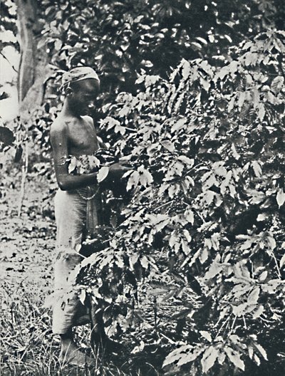 Colheita de café, 1916 de Unbekannt
