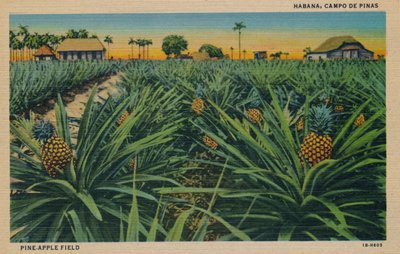 Campo Pine-Apple - Havana, Campo De Pinas, c1910 de Unbekannt