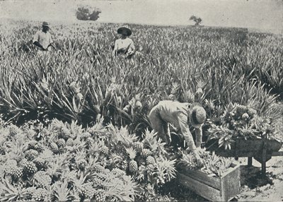Plantação de pinho-maçã, 1916 de Unbekannt