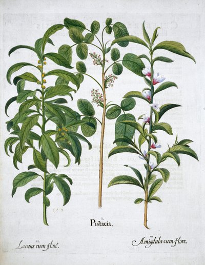 Pistache Nut, Bay Tree Laurus Nobilis e Amêndoa, 1613 de Unbekannt