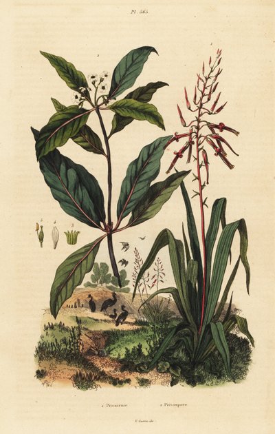 Pitcairnia bifrons 1, e Victorian box tree, Pittosporum undulatum 2 de Unbekannt