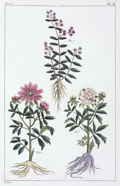 Plantas medicinais, China de Unbekannt