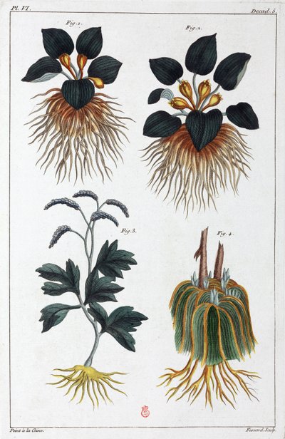 Plantas medicinais, China de Unbekannt