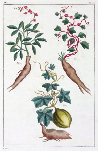 Plantas medicinais, China de Unbekannt