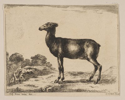 Ilustração 15: corça, de Vários animais Diversi animali, após 1641. de Unbekannt