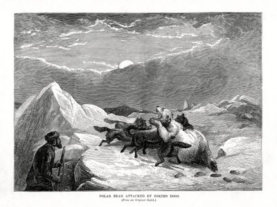 Urso polar atacado por cães esquimós, 1877 de Unbekannt