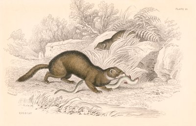 Polecat Mustela putorius, membro da família doninha, 1828 de Unbekannt