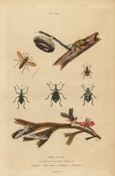 Polistes gallicus, vespa e ninho de papel, gorgulho azul, Eupholus schoenherri, gorgulho das raízes, Diaprepes abbreviatus, lesmas do mar Polycera, Ancula gibbosa, ancula atlântica, sobre algas marinhas de Unbekannt